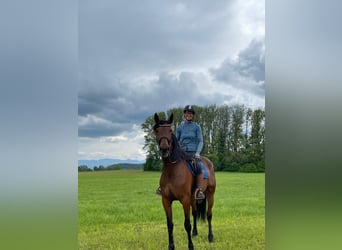 Deutscher Traber, Stute, 9 Jahre, 168 cm, Brauner