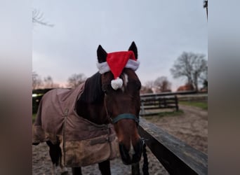 Deutscher Traber, Wallach, 10 Jahre, 163 cm, Brauner