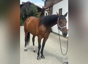 Deutscher Traber, Wallach, 10 Jahre, 164 cm, Brauner