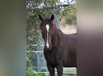 Deutscher Traber, Wallach, 10 Jahre, 166 cm, Dunkelbrauner