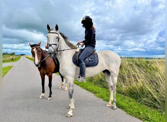 Deutscher Traber, Wallach, 11 Jahre, 165 cm, Fliegenschimmel