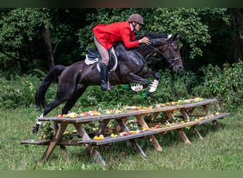 Deutscher Traber, Wallach, 11 Jahre, 170 cm, Dunkelbrauner