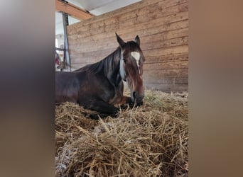 Deutscher Traber, Wallach, 11 Jahre, Dunkelbrauner