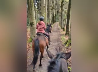 Deutscher Traber, Wallach, 12 Jahre, 163 cm, Brauner