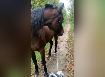 Deutscher Traber, Wallach, 12 Jahre, 163 cm, Brauner