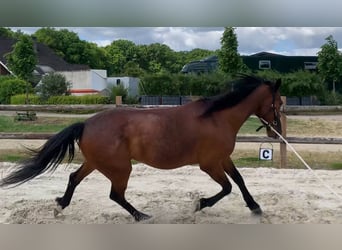 Deutscher Traber, Wallach, 12 Jahre, 163 cm, Brauner