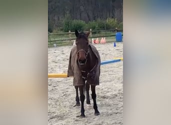 Deutscher Traber, Wallach, 12 Jahre, 163 cm, Brauner