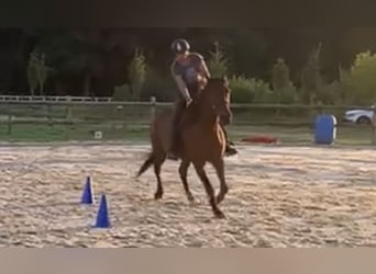Deutscher Traber, Wallach, 12 Jahre, 163 cm, Brauner