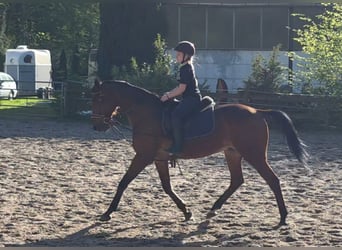Deutscher Traber, Wallach, 12 Jahre, 164 cm, Brauner