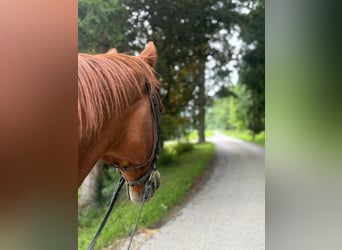 Deutscher Traber, Wallach, 13 Jahre, 160 cm, Fuchs