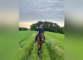 Deutscher Traber, Wallach, 13 Jahre, 162 cm, Brauner
