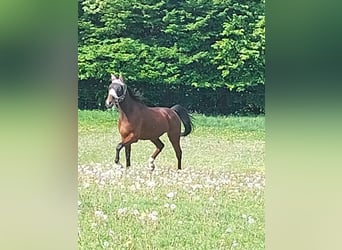 Deutscher Traber, Wallach, 13 Jahre, 162 cm, Brauner