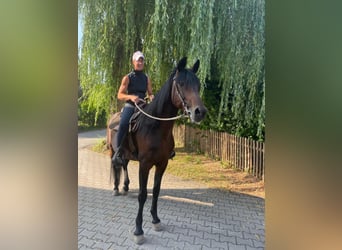 Deutscher Traber, Wallach, 14 Jahre, 158 cm, Dunkelbrauner