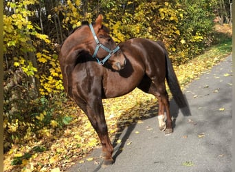 Deutscher Traber, Wallach, 14 Jahre, 160 cm, Dunkelbrauner