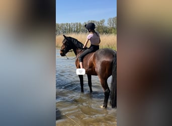 Deutscher Traber, Wallach, 14 Jahre, 162 cm, Brauner