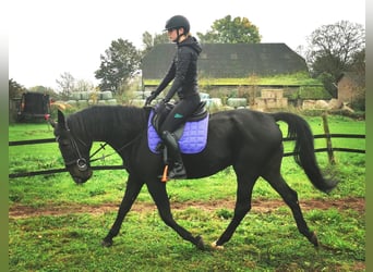 Deutscher Traber, Wallach, 14 Jahre, 164 cm, Rappe