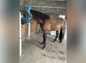 Deutscher Traber, Wallach, 17 Jahre, 158 cm, Schwarzbrauner