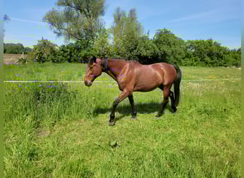 Deutscher Traber, Wallach, 19 Jahre, 157 cm, Brauner