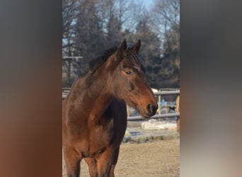 Deutscher Traber, Wallach, 19 Jahre, 162 cm Deutscher Traber, Wallach, 19 Jahre, 162 cm