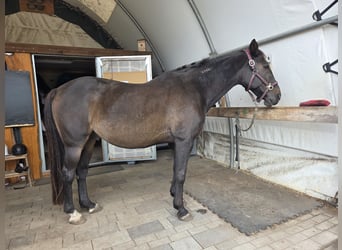 Deutscher Traber, Wallach, 23 Jahre, 153 cm, Dunkelbrauner
