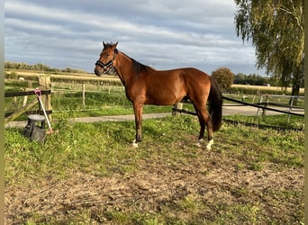 Deutscher Traber, Wallach, 3 Jahre, 164 cm, Brauner