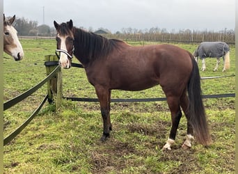 Deutscher Traber, Wallach, 3 Jahre, 164 cm, Dunkelfuchs