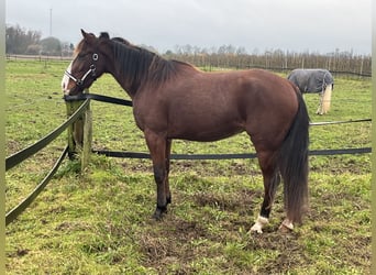 Deutscher Traber, Wallach, 4 Jahre, 164 cm, Dunkelfuchs