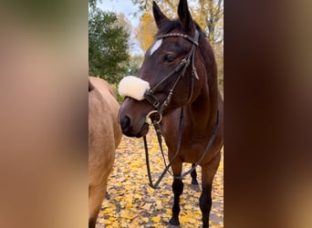 Deutscher Traber, Wallach, 4 Jahre, Brauner