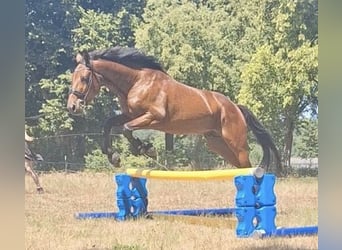Deutscher Traber, Wallach, 5 Jahre, 160 cm, Dunkelbrauner