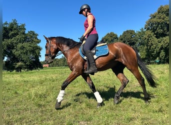 Deutscher Traber, Wallach, 5 Jahre, 160 cm, Dunkelbrauner
