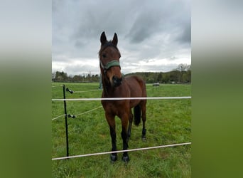Deutscher Traber, Wallach, 5 Jahre, 160 cm, Dunkelfuchs