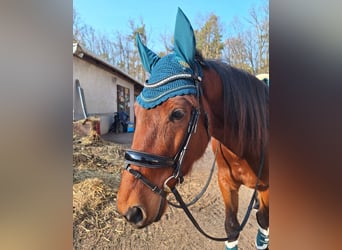 Deutscher Traber, Wallach, 5 Jahre, 160 cm, Dunkelfuchs