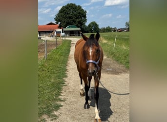 Deutscher Traber, Wallach, 5 Jahre, 160 cm, Fuchs