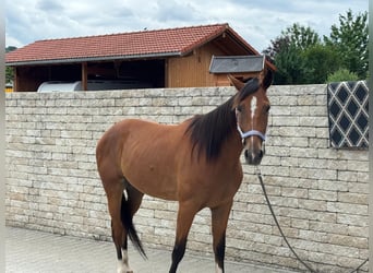 Deutscher Traber, Wallach, 5 Jahre, 160 cm, Fuchs