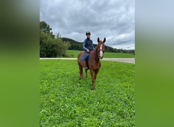 Deutscher Traber, Wallach, 5 Jahre, 165 cm, Fuchs