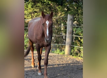 Deutscher Traber, Wallach, 5 Jahre, 165 cm, Fuchs