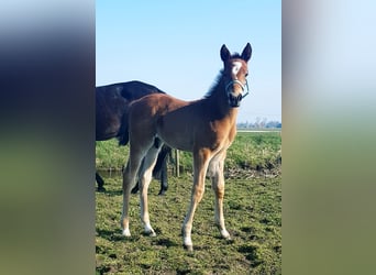 Deutscher Traber, Wallach, 5 Jahre, 167 cm, Brauner