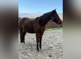 Deutscher Traber, Wallach, 6 Jahre, 160 cm, Brauner