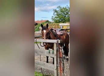 Deutscher Traber, Wallach, 6 Jahre, 163 cm