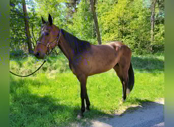 Deutscher Traber, Wallach, 6 Jahre, 165 cm, Brauner