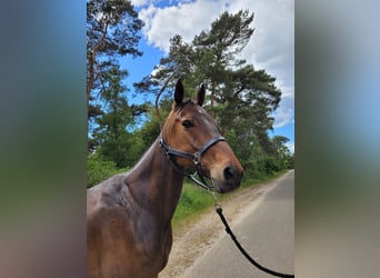 Deutscher Traber, Wallach, 6 Jahre, 166 cm, Brauner