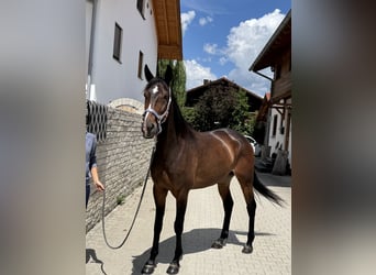 Deutscher Traber, Wallach, 6 Jahre, 169 cm, Dunkelbrauner