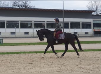 Deutscher Traber, Wallach, 7 Jahre, 155 cm, Rappe