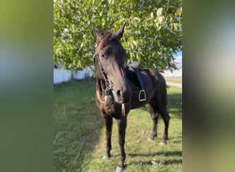 Deutscher Traber, Wallach, 7 Jahre, 160 cm, Rappe