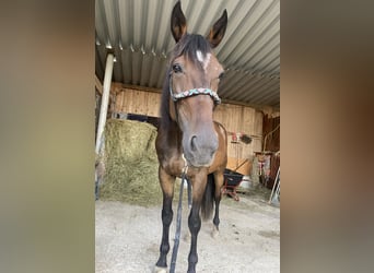 Deutscher Traber, Wallach, 7 Jahre, 165 cm