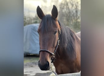 Deutscher Traber, Wallach, 7 Jahre, 170 cm, Brauner
