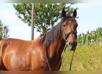 Deutscher Traber, Wallach, 7 Jahre