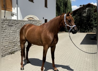 Deutscher Traber, Wallach, 8 Jahre, 158 cm, Fuchs