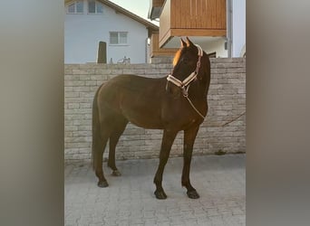 Deutscher Traber, Wallach, 8 Jahre, 160 cm, Dunkelbrauner