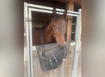 Deutscher Traber, Wallach, 8 Jahre, 160 cm, Dunkelbrauner